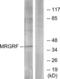 MAS Related GPR Family Member F antibody, LS-C120744, Lifespan Biosciences, Western Blot image 