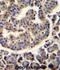 Tripartite Motif Containing 72 antibody, abx026543, Abbexa, Immunohistochemistry frozen image 