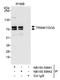 Tripartite Motif Containing 47 antibody, NB100-59842, Novus Biologicals, Western Blot image 