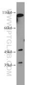 Solute Carrier Family 49 Member 3 antibody, 21037-1-AP, Proteintech Group, Western Blot image 