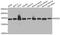 RAD50 Double Strand Break Repair Protein antibody, MBS126340, MyBioSource, Western Blot image 
