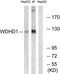 WD Repeat And HMG-Box DNA Binding Protein 1 antibody, TA315156, Origene, Western Blot image 