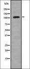 KR2_VZVD antibody, orb337578, Biorbyt, Western Blot image 