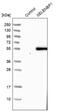 SBP1 antibody, NBP1-83197, Novus Biologicals, Western Blot image 