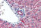 Interleukin 23 Subunit Alpha antibody, MBS241282, MyBioSource, Immunohistochemistry frozen image 