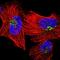 QSOX1 antibody, HPA056243, Atlas Antibodies, Immunofluorescence image 