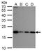 Nucleolar Pre-RRNA Processing Protein NIP7 antibody, PA5-78494, Invitrogen Antibodies, Western Blot image 