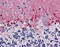 Cystathionine-Beta-Synthase antibody, 51-894, ProSci, Immunohistochemistry frozen image 