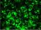 Reticulon 1 antibody, NBP1-97677, Novus Biologicals, Immunofluorescence image 