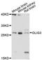 Oligodendrocyte Transcription Factor 3 antibody, LS-C748747, Lifespan Biosciences, Western Blot image 