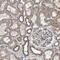 Polycystin 2, Transient Receptor Potential Cation Channel antibody, NBP1-80944, Novus Biologicals, Immunohistochemistry paraffin image 