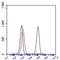 CD46 Molecule antibody, GTX54447, GeneTex, Flow Cytometry image 