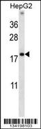 High Mobility Group Nucleosome Binding Domain 1 antibody, MBS9214152, MyBioSource, Western Blot image 