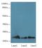 Ras-related protein Rap-1b antibody, LS-C377137, Lifespan Biosciences, Western Blot image 