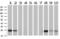 CD3 antibody, UM500048, Origene, Western Blot image 