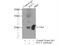 Rac Family Small GTPase 1 antibody, 66122-1-Ig, Proteintech Group, Immunoprecipitation image 