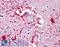 PIWIL2 antibody, LS-B4730, Lifespan Biosciences, Immunohistochemistry frozen image 