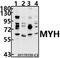 MutY DNA Glycosylase antibody, GTX66680, GeneTex, Western Blot image 