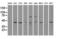 RAD9 Checkpoint Clamp Component A antibody, LS-C784258, Lifespan Biosciences, Western Blot image 