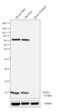 ATPM antibody, PA5-29202, Invitrogen Antibodies, Western Blot image 