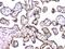Histone Deacetylase 5 antibody, A01230-5, Boster Biological Technology, Immunohistochemistry frozen image 