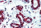 Heterogeneous Nuclear Ribonucleoprotein C (C1/C2) antibody, IQ270, Immuquest, Immunohistochemistry paraffin image 