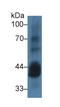 Casein Kinase 1 Alpha 1 antibody, LS-C294055, Lifespan Biosciences, Western Blot image 