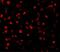Activating Transcription Factor 6 antibody, GTX31729, GeneTex, Immunofluorescence image 