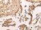 Zinc Finger Protein 467 antibody, PA5-68446, Invitrogen Antibodies, Immunohistochemistry frozen image 