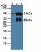 ACTH antibody, LS-C685762, Lifespan Biosciences, Western Blot image 