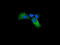 Kallikrein Related Peptidase 8 antibody, LS-C174700, Lifespan Biosciences, Immunofluorescence image 