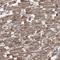 PTG antibody, NBP1-87236, Novus Biologicals, Immunohistochemistry frozen image 