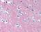 Neural Cell Adhesion Molecule 1 antibody, orb87730, Biorbyt, Immunohistochemistry paraffin image 