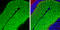 Solute Carrier Family 1 Member 3 antibody, GTX131623, GeneTex, Immunohistochemistry frozen image 