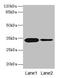 Osteoglycin antibody, CSB-PA016314LA01HU, Cusabio, Western Blot image 