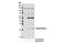 Caspase 7 antibody, 9578S, Cell Signaling Technology, Western Blot image 