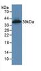 Keratin 16 antibody, MBS2001281, MyBioSource, Western Blot image 