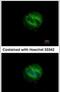 RNA Binding Protein, MRNA Processing Factor antibody, PA5-31231, Invitrogen Antibodies, Immunofluorescence image 