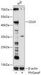 CD24 Molecule antibody, 18-574, ProSci, Western Blot image 