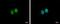 BRMS1 Like Transcriptional Repressor antibody, PA5-32016, Invitrogen Antibodies, Immunofluorescence image 