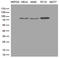 Tetratricopeptide Repeat Domain 7A antibody, LS-C796331, Lifespan Biosciences, Western Blot image 