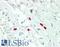 Histamine antibody, LS-B15842, Lifespan Biosciences, Immunohistochemistry paraffin image 