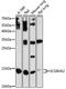 Secretoglobin Family 3A Member 2 antibody, 14-811, ProSci, Western Blot image 