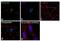 Baculoviral IAP Repeat Containing 5 antibody, MA5-17035, Invitrogen Antibodies, Immunofluorescence image 
