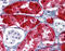 Betaine--Homocysteine S-Methyltransferase antibody, 51-368, ProSci, Immunohistochemistry frozen image 