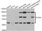 Reticulon 4 Receptor antibody, MBS129785, MyBioSource, Western Blot image 