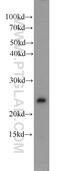 Polyamine Modulated Factor 1 antibody, 11190-2-AP, Proteintech Group, Western Blot image 
