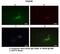 DYH9 antibody, PA5-45744, Invitrogen Antibodies, Immunofluorescence image 