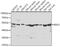 Inhibitor Of Growth Family Member 1 antibody, GTX33265, GeneTex, Western Blot image 