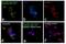 Major Histocompatibility Complex, Class I, A antibody, MA1-80454, Invitrogen Antibodies, Immunofluorescence image 